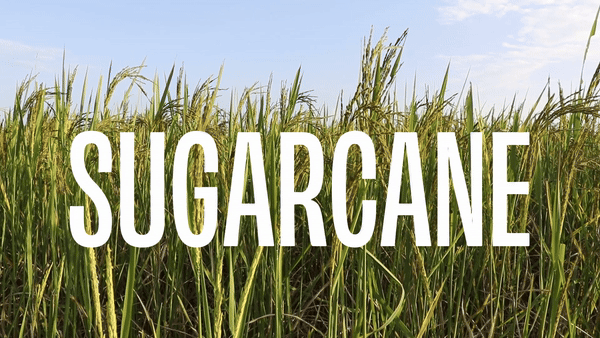 EA Sugarcane Decaf: The queen of bright coffee flavor